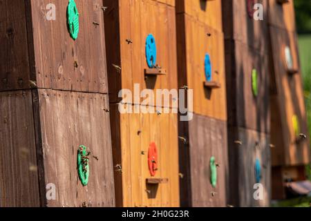 vue sur les ruches d'abeilles en bois avec des abeilles volantes à l'intérieur et à l'extérieur Banque D'Images