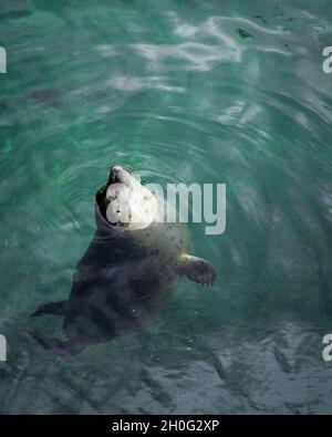 Jeune phoque gris nageant dans une eau verte. Banque D'Images