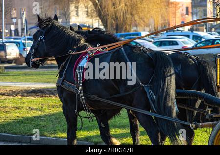 Moritzburg près de Dresde, Saxe, Allemagne : deux chevaux attelés à une calèche attendant les touristes devant le palais de Moritzburg. Banque D'Images