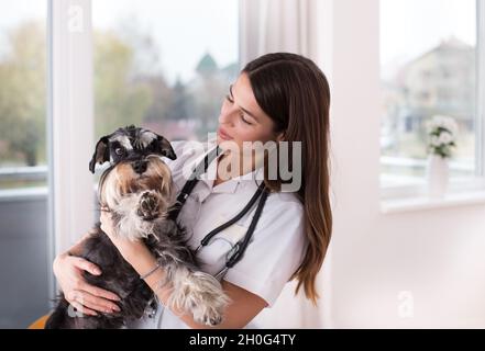 Femme médecin vétérinaire tenant peur chien mignon à la clinique Banque D'Images