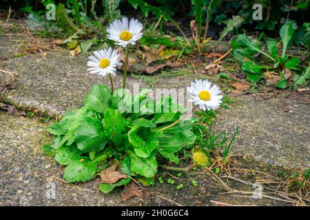 Les fleurs de Marguerite communes (Bellis perennis) poussent entre les pavés Banque D'Images