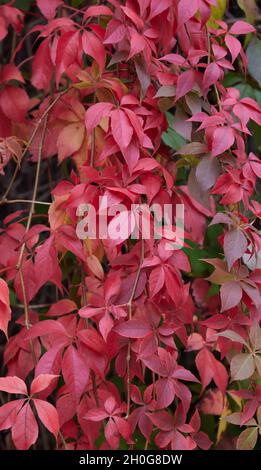 Gros plan sur les feuilles de palmate colorées du Creeper de Virginie, vues dans des couleurs automnales brillantes de nuances de rouge et d'orange. Banque D'Images