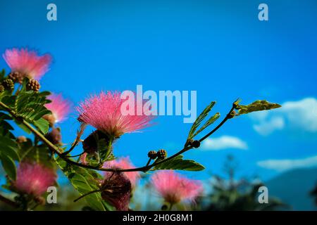 Poudre rouge vif (Calliandra haematocephala) contre le ciel bleu vif Banque D'Images
