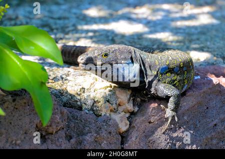 Ténérife ou les Canaries de l'Ouest Lizard (Gallotia galloti) se prélassant au soleil sur des rochers de lave aux feuilles vertes, regardant la caméra Banque D'Images