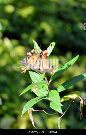 Un monarque papillon (Danaus plexippus) reposant sur une plante, sous un soleil d'hiver brillant dans les îles Canaries. Banque D'Images