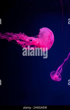 Méduse Chrysaora melanaster dans la mer belles tourbillons empoisonnées Banque D'Images