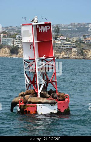 Les dauphins de la côte de Newport et la vie marine Banque D'Images