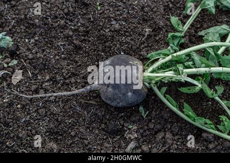 le navet noir frais se trouve dans le jardin Banque D'Images