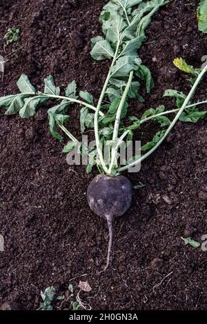 le navet noir frais se trouve dans le jardin Banque D'Images