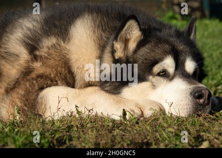 Le chien malamute repose sur l'herbe Banque D'Images