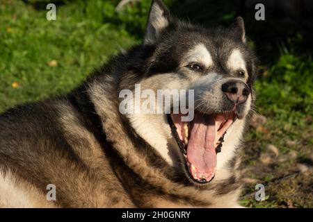 Le chien Malamute repose sur l'herbe et les yawns Banque D'Images
