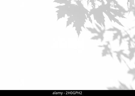 Effets de superposition d'ombres pour le marquage.Maquettes.Scènes d'éclairage naturel.Ombres gris clair des branches d'érable sur un mur blanc.Bannière avec copie Banque D'Images