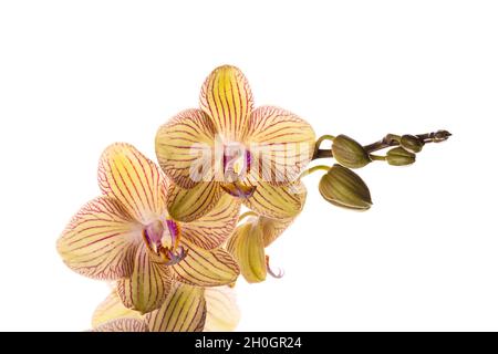 Belle branche d'orchidée jaune tendre isolée sur fond blanc.Bandeau de fleurs en gros plan Banque D'Images