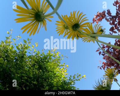 Photo à angle bas du fléau du léopard (Doronicum orientale) avec un arbre contre le ciel bleu Banque D'Images