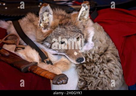 Gros plan d'une peau de fourrure de renard sur un lit à côté d'une épée dans une tente de reconstitution médiévale viking à une foire de village de campagne Banque D'Images