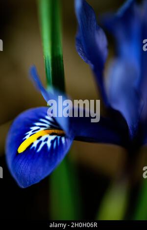 Gros plan d'un iris nain en fleurs. Banque D'Images