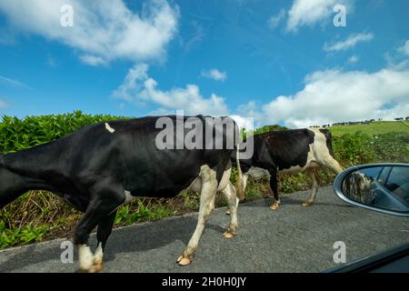 Siège conducteur vue fenêtre les vaches marchent sur la route dans les Açores.Île de São Miguel aux Açores. Banque D'Images