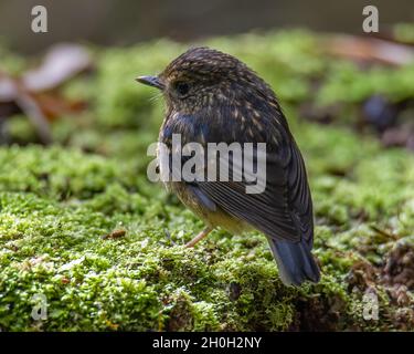 Nature faune oiseaux espèces de Snowy Browed flycatcher trouvé à Bornéo, Sabah, Malaisie Banque D'Images