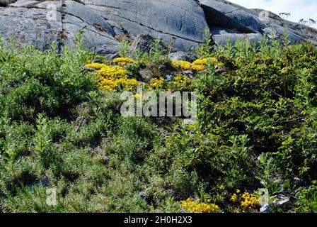 Flore sur l'île de l'archipel de Fjällbacka, sur la côte ouest de la Suède. Banque D'Images