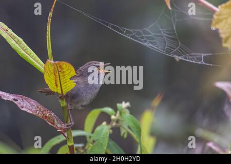 Image de la nature sauvage de l'oiseau Paruline de Sunda Bush sur la forêt de la jungle profonde à Sabah, Bornéo Banque D'Images