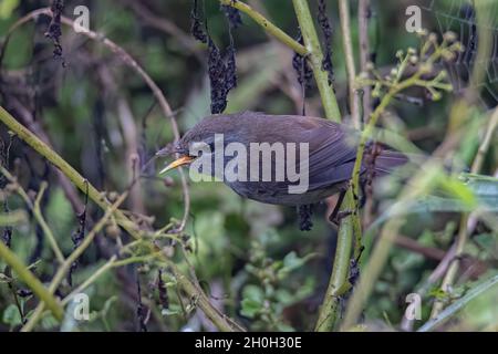 Image de la nature sauvage de l'oiseau Paruline de Sunda Bush sur la forêt de la jungle profonde à Sabah, Bornéo Banque D'Images