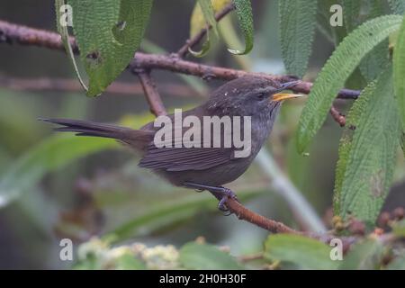 Image de la nature sauvage de l'oiseau Paruline de Sunda Bush sur la forêt de la jungle profonde à Sabah, Bornéo Banque D'Images