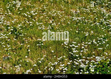 Flore sur l'île de l'archipel de Fjällbacka, sur la côte ouest de la Suède. Banque D'Images