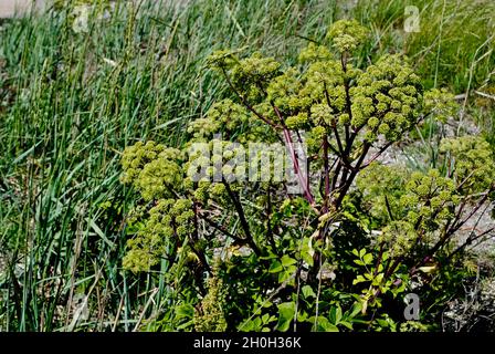 Flore sur l'île de l'archipel de Fjällbacka, sur la côte ouest de la Suède. Banque D'Images