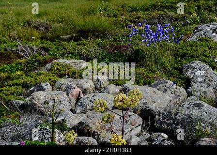 Flore sur l'île de l'archipel de Fjällbacka, sur la côte ouest de la Suède. Banque D'Images