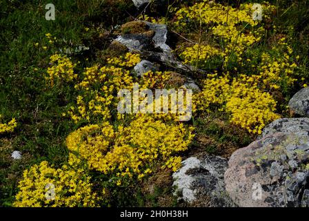 Flore sur l'île de l'archipel de Fjällbacka, sur la côte ouest de la Suède. Banque D'Images