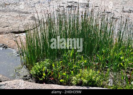 Flore sur l'île de l'archipel de Fjällbacka, sur la côte ouest de la Suède. Banque D'Images