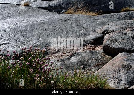 Rochers et falaises étincelants après la pluie sur l'île de l'archipel de Fjällbacka sur la côte ouest suédoise Banque D'Images