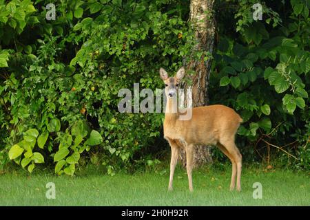Cerf de Virginie européen (Capréolus capréolus), debout dans un jardin, Wilden, Rhénanie-du-Nord-Westphalie, Allemagne Banque D'Images