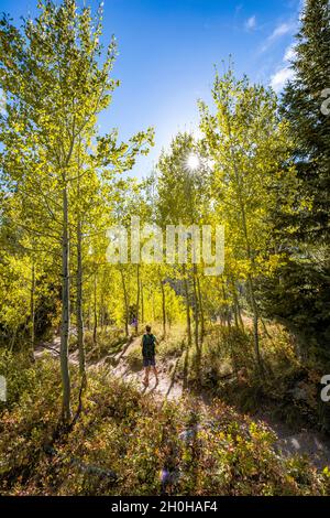 Jeune homme sur un sentier de randonnée, Jenny Lake Trail, Astines jaunes d'automne, parc national de Grand Teton, Wyoming, États-Unis Banque D'Images