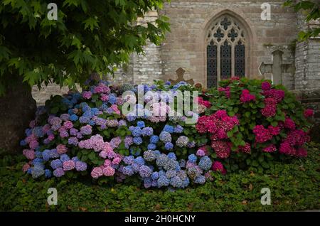 Hortensias devant l'église Eglise de la Trinite de Brelevenez, Lannion (Lannuon en breton), Côtes-d'Armor, Bretagne, France Banque D'Images