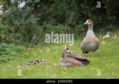 Paire d'Oies égyptiennes (Alopochen aegyptiacus) avec poussins, Hesse, Allemagne Banque D'Images