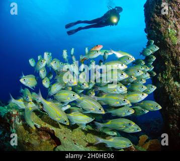 Plongeur regardant et éclairant le haut-fond du balai de route repéré lumineux (Gnathodentex aurolineatus), Océan Indien, Maurice Banque D'Images