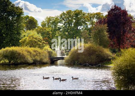 En face canards sur l'étang, étang, derrière petit pont, fontaine et arbres élevés, parc municipal, Nuremberg, moyenne-Franconie, Franconie,Bavière, Allemagne Banque D'Images