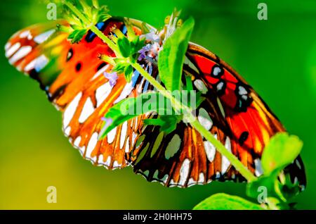 Un papillon fritillaire du golfe (Agraulis vanillae) se nourrit d'une fleur, le 9 octobre 2021, à Irvington, en Alabama. Banque D'Images