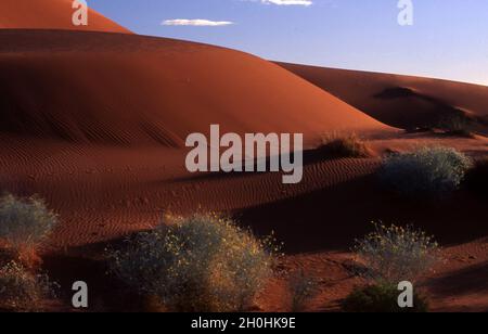 DUNES DE SABLE ROUGE DU DÉSERT DE SIMPSON, CENTRE DE L'AUSTRALIE. Banque D'Images