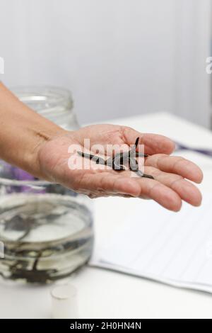 Sangsues médicales dans la main contre le fond d'un bocal avec des sangsues médicales.Verticale.Mise au point douce sélective Banque D'Images