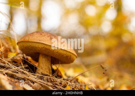 Un champignon comestible pousse dans la forêt d'automne au petit matin nuageux. Banque D'Images