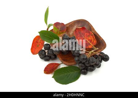 Aronia melanocarpa, appelé le chois noir. Isolé sur fond blanc Banque D'Images