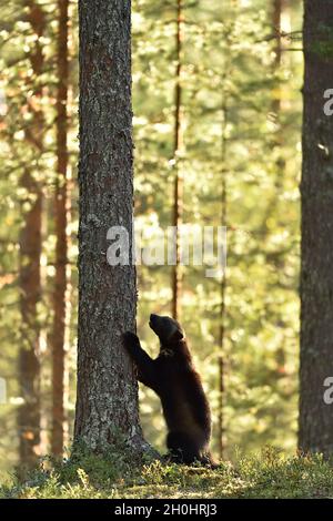 Wolverine debout en forêt en été Banque D'Images