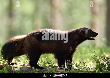 Le carcajou (Gulo gulo) en forêt à l'été Banque D'Images