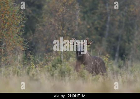 Orignal (alces alces) en forêt à l'automne Banque D'Images