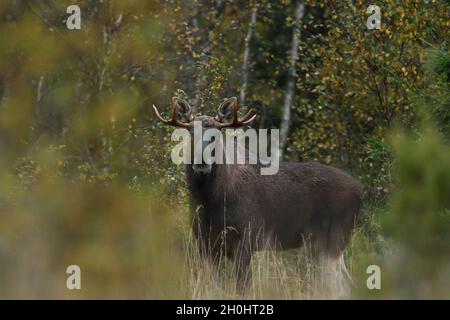 Élan européen (Alces alces) en forêt d'automne.Orignal dans la forêt d'automne. Banque D'Images