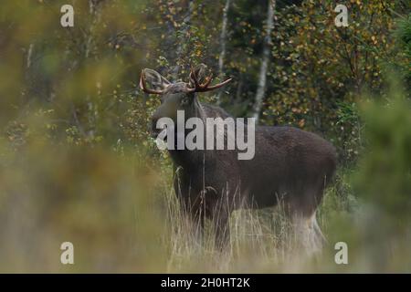Élan européen.Orignal dans la forêt d'automne. Banque D'Images