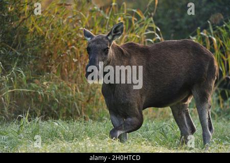 Portrait de Moose Bull Banque D'Images