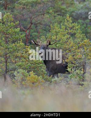 Bull Moose entre pins Banque D'Images